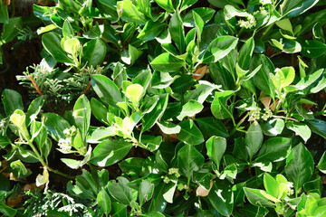 Greenery of euonymus japonicus flowering plant growing outside under the sun in the garden of Avila, Spain
