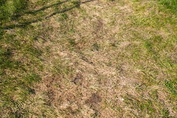grass background