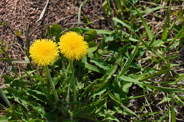 dandelions in the grass