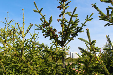 Spruce branches