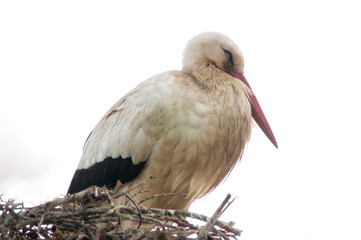 a white stork in its nest