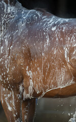 Close up of horse being bathed shampoo water and suds on coat of bay horse with white soapy suds water dripping from horses body shoulder and back of horse visible vertical format 