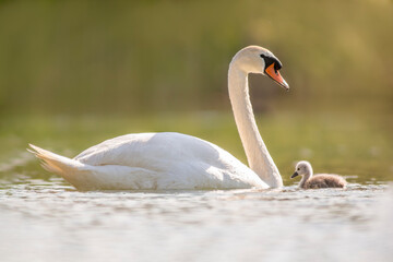 a swan and its chicks are swimming on a lake © Mario Plechaty