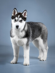 Siberian husky puppy standing in a photo studio