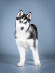 Siberian husky puppy standing in a photo studio