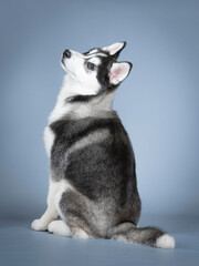 Siberian husky puppy sitting in a photo studio