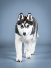 Siberian husky puppy walking in a photo studio