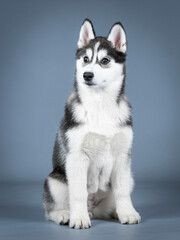 Siberian husky puppy sitting in a photo studio