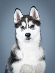 Studio portrait of a siberian husky puppy