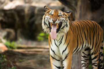 Fototapeta na wymiar tiger walking in the green forest. Dangerous animal