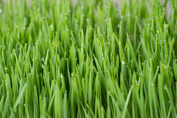 Fototapeta na wymiar Close up fresh green wheat grass with drops dew, green background
