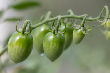 Close up green tomato in garden