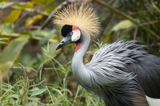 portrait of Grey crowned crane (Balearica regulorum) with its stiff golden feathers on head