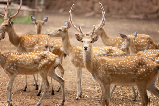 The chital or spotted deer, chital deer, and axis deer
