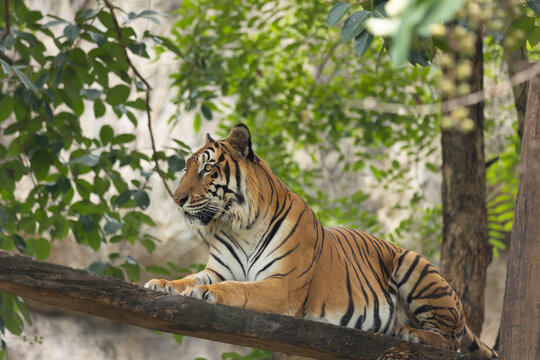 Bengal Tiger in forest laying down relaxing
