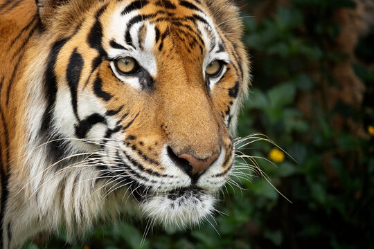 Close up headshot of Bengal Tiger in forest