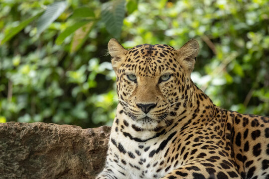 The portrait of Javan leopard
