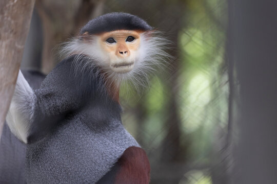 Head shot of red shanked douc langur looking at camera