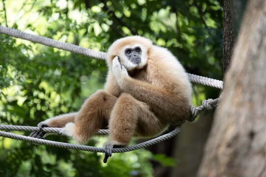 white Gibbon sitting in zoo