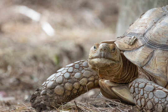 Head shot of african spurred tortoise looking at camera
