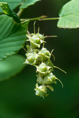 Corylopsis spicata