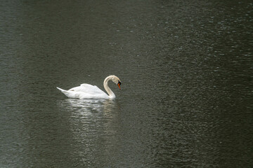 white swan on the lake