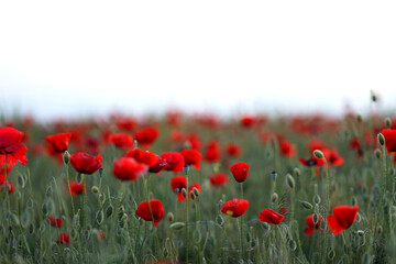 Naklejka premium Poppy fiels. Big red poppy flowers