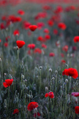 Poppy fiels. Big red poppy flowers