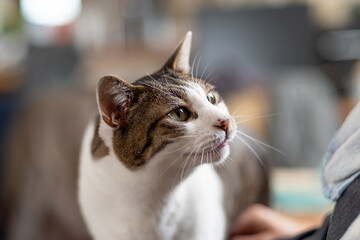 見つめる猫　キジトラ猫