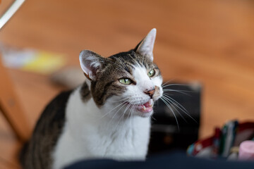 鳴く猫　キジトラ白