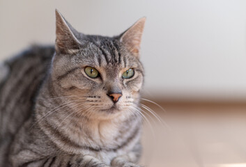 見つめる猫　サバトラ猫