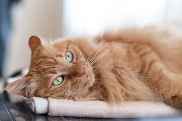 可愛い猫　茶トラ猫