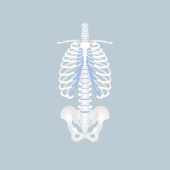 anatomy of human spine, spinal cord, rib cage, pelvic bone, backbone, internal organs body part orthopedic health care, vector illustration cartoon flat character design