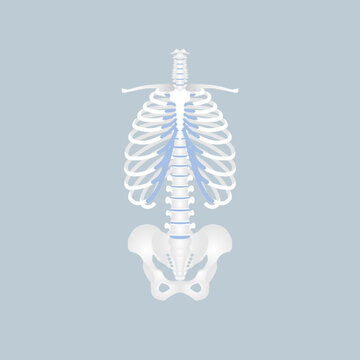 anatomy of human spine, spinal cord, rib cage, pelvic bone, backbone, internal organs body part orthopedic health care, vector illustration cartoon flat character design