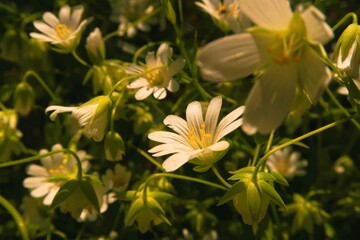 yellow flowers in the garden