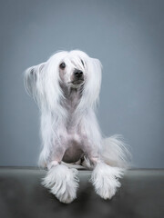 Chinese crested dog lying in a photography studio