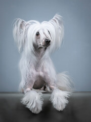 Chinese crested dog lying in a photography studio