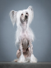 Chinese crested dog sitting in a photography studio