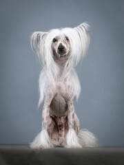 Chinese crested dog sitting in a photography studio