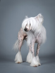 Chinese crested dog standing in a photography studio