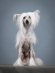 Chinese crested dog sitting in a photography studio