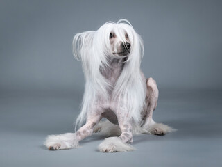Chinese crested dog sitting in a photography studio