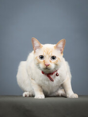 Beige cat with red collar lying