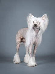 Chinese crested dog standing in a photography studio