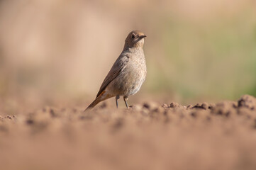 a female redstart looking for food on a freshly plowed field