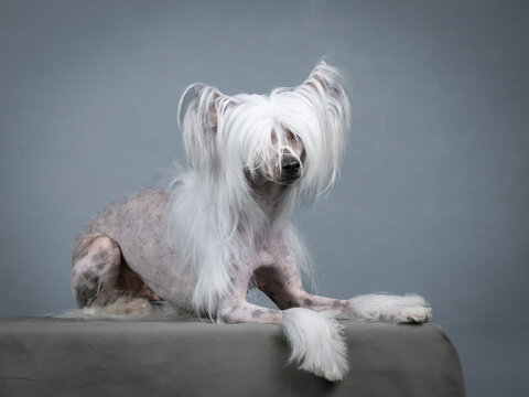 Chinese crested dog lying in a photography studio