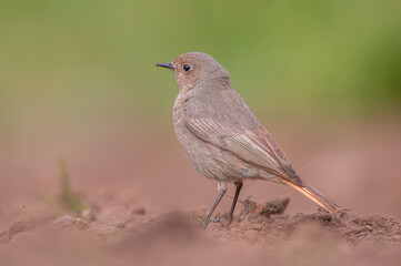 a female redstart looking for food on a freshly plowed field