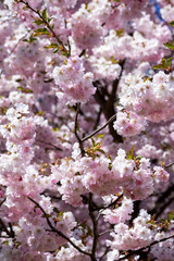 Obraz premium A pink sakura tree in a park in green grass