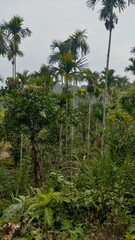 Fototapeta na wymiar palm trees in the forest