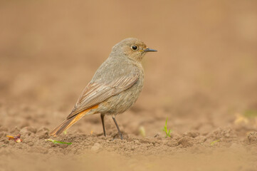 a female redstart looking for food on a freshly plowed field